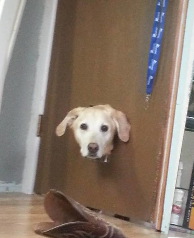 My dog with her head in a door